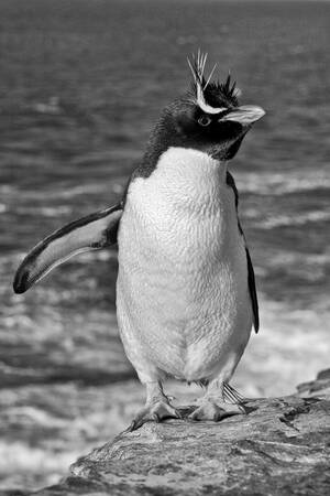 Gorfou sauteur - Rotsspringer - Eudyptes chrysocome Gorfou sauteur - Rotsspringer - Eudyptes chrysocome