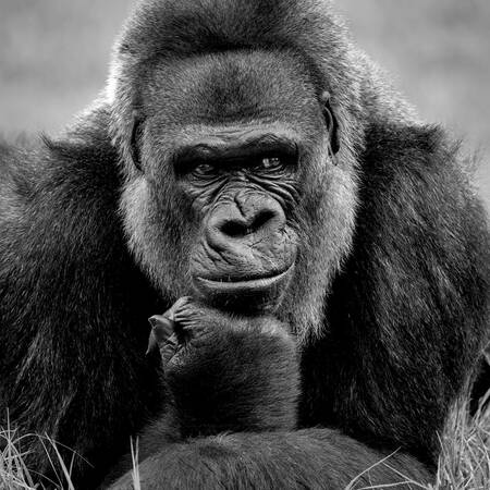 Gorille des Plaines - Laaglandgorilla Gorille des Plaines - Laaglandgorilla