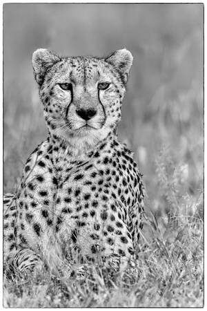 Jachtluipaard - Guépard Jachtluipaard - Guépard