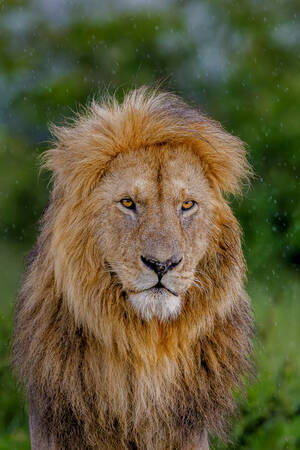 Afrikaanse leeuw portret Afrikaanse leeuw portret