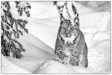 Gewone lynx in de sneeuw - Euraziatische lynx Gewone lynx in de sneeuw - Euraziatische lynx