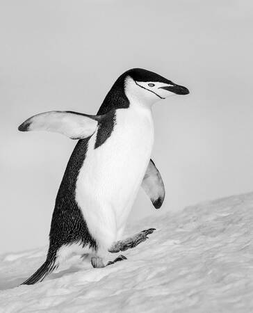 Kinbandpinguïn Kinbandpinguïn