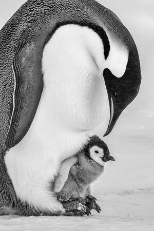 Adulto e cucciolo di pinguino imperatore - Pinguino imperatore Adulto e cucciolo di pinguino imperatore - Pinguino imperatore