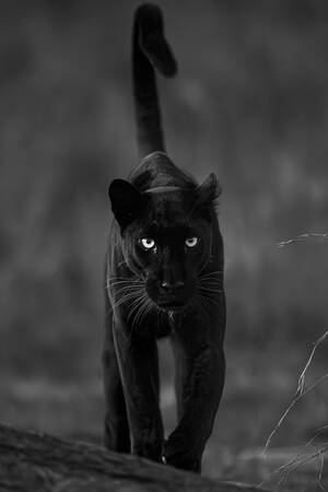 Panthère noire de face Panthère noire de face