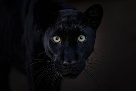 Panthère noire porträtt Panthère noire porträtt