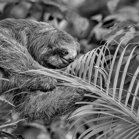 Paresseux à gorge brune - Bruingekroonde drieteenluiaard Paresseux à gorge brune - Bruingekroonde drieteenluiaard
