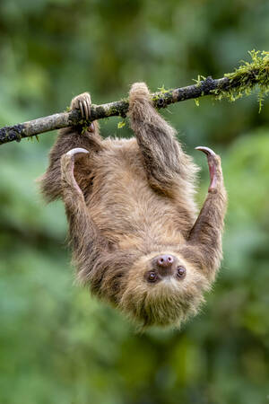 Luie Hoffmann Luie Hoffmann