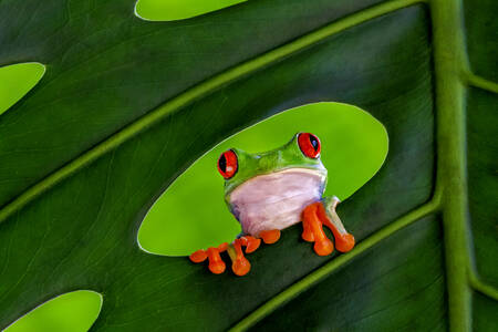 Roodoog boomkikker Roodoog boomkikker
