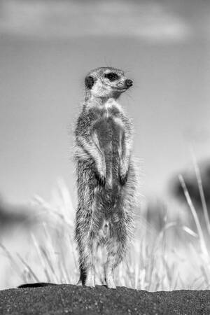 Stokstaart schildwacht Stokstaart schildwacht