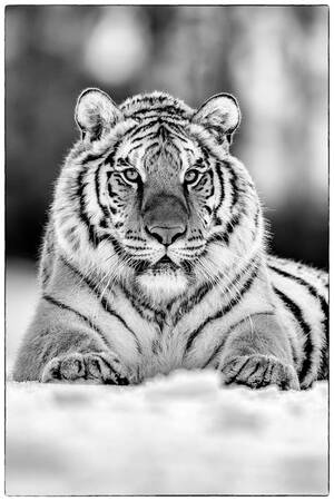 Quadro Su Tela DECLINA Le Tigre Blanc 50x50 Cm - Stampa Fotografica Animali, Decorazione Parete Moderna Per Soggiorno E Camera - Made In France