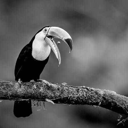 Toekan - Gekielde toekan Toekan - Gekielde toekan