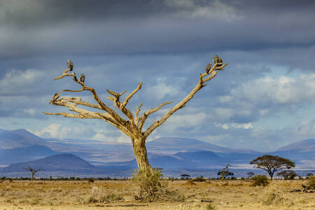 Vautours sur arbre mort Gieren op dode boom Vautours sur arbre mort Gieren op dode boom