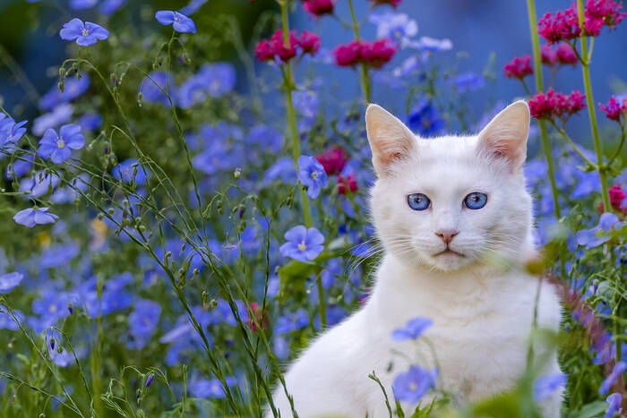 Chat blanc dans un jardin en été Chat blanc dans un jardin en été