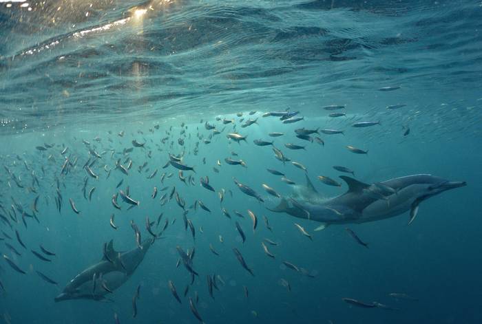Dauphin chassant des sardines Dauphin chassant des sardines