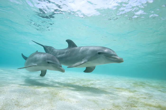 Dauphins dans la mer des Caraïbes Dauphins dans la mer des Caraïbes