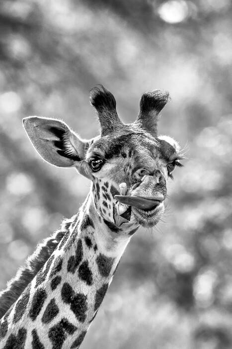 Girafe Thornicroft - Thornicroft's Giraffe Girafe Thornicroft - Thornicroft's Giraffe