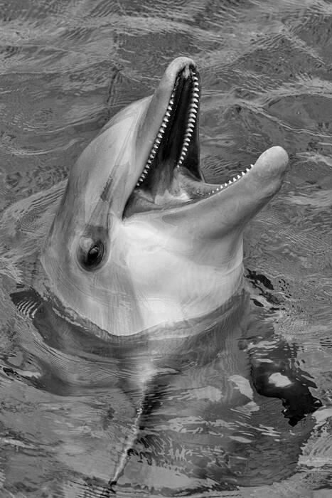 Grand dauphin Grand dauphin