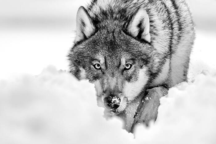 Lupo europeo nella neve Lupo europeo nella neve