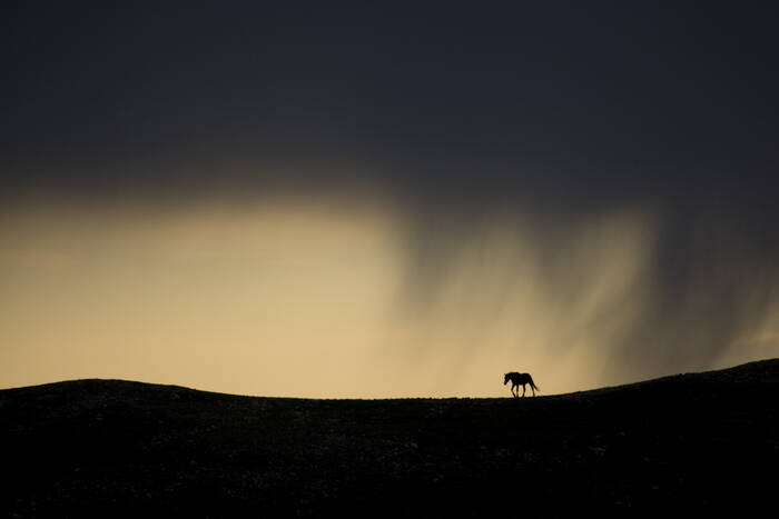 Mustang wilde paarden