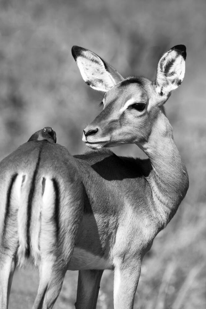 Impala - Krugerpark