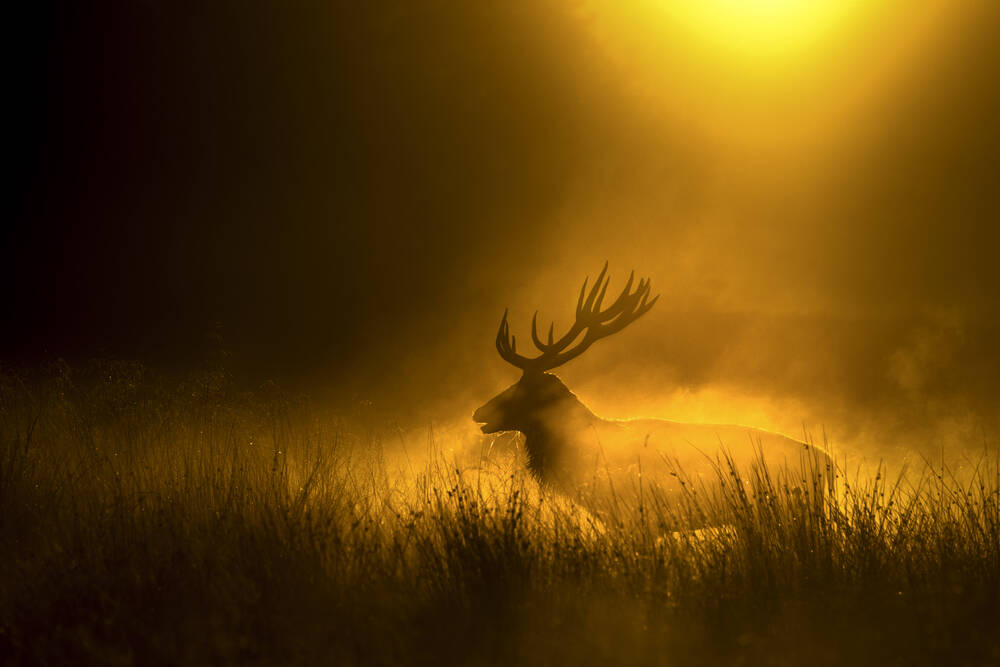 Edelherten in Richmond Park