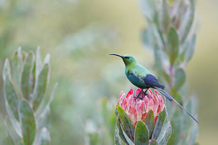 Oiseau solaire sur une fleur d'aloès