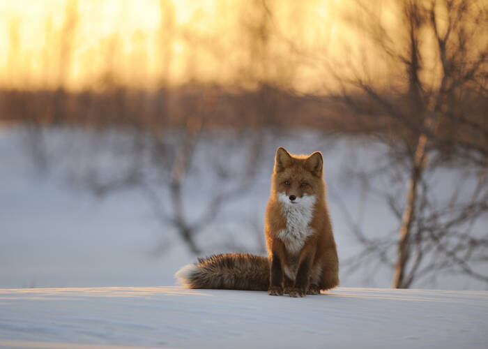 Photo De Renard Tableau De Renard Editions Limitees Achat Vente Photo De Renard Tableau De Renard Editions Limitees Achat Vente