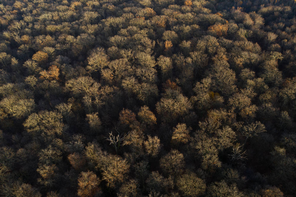 Bäume ohne Blätter