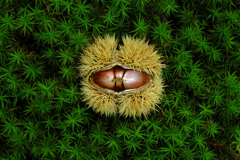 Wild chestnuts in the forest
