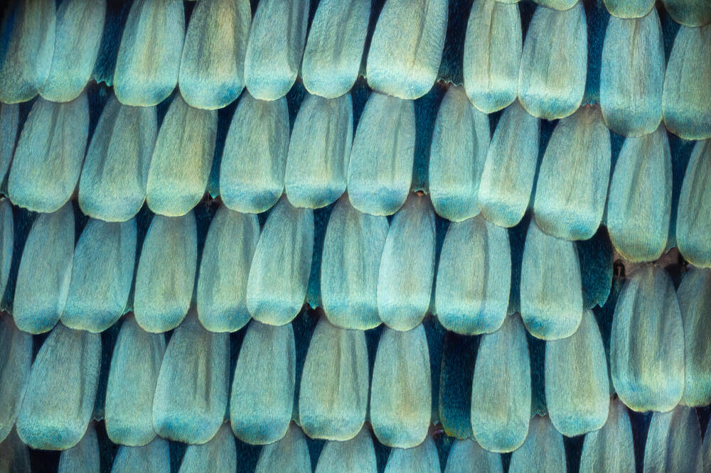 Morpho vlinder schelp