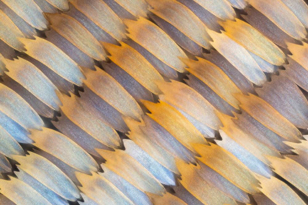 Morpho vlinder schubben