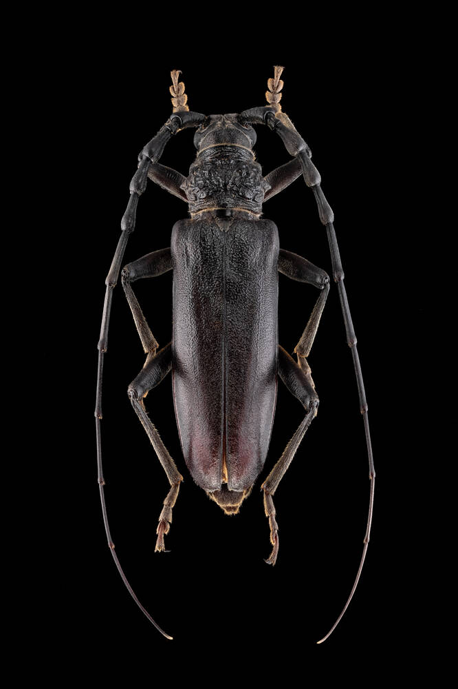 Capricorn Insect Amazing Insects - Capricorn - Photographic print for sale