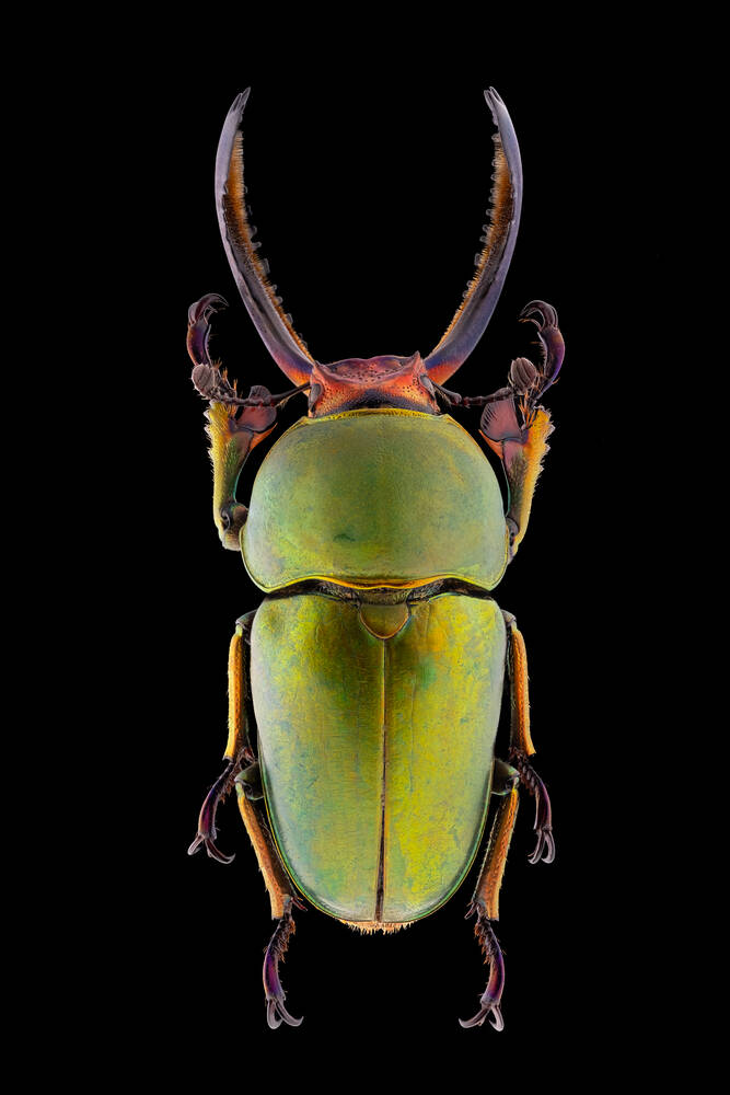 Amazing Insects - Lamprima adolphinae - Photographic print for sale
