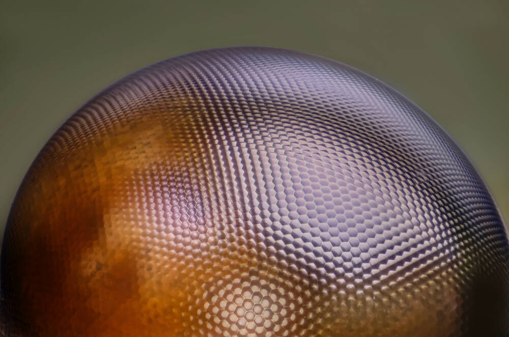 L'oeil de la libellule