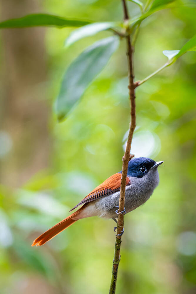Oiseau la Vierge sur l'Ile de la Réunion