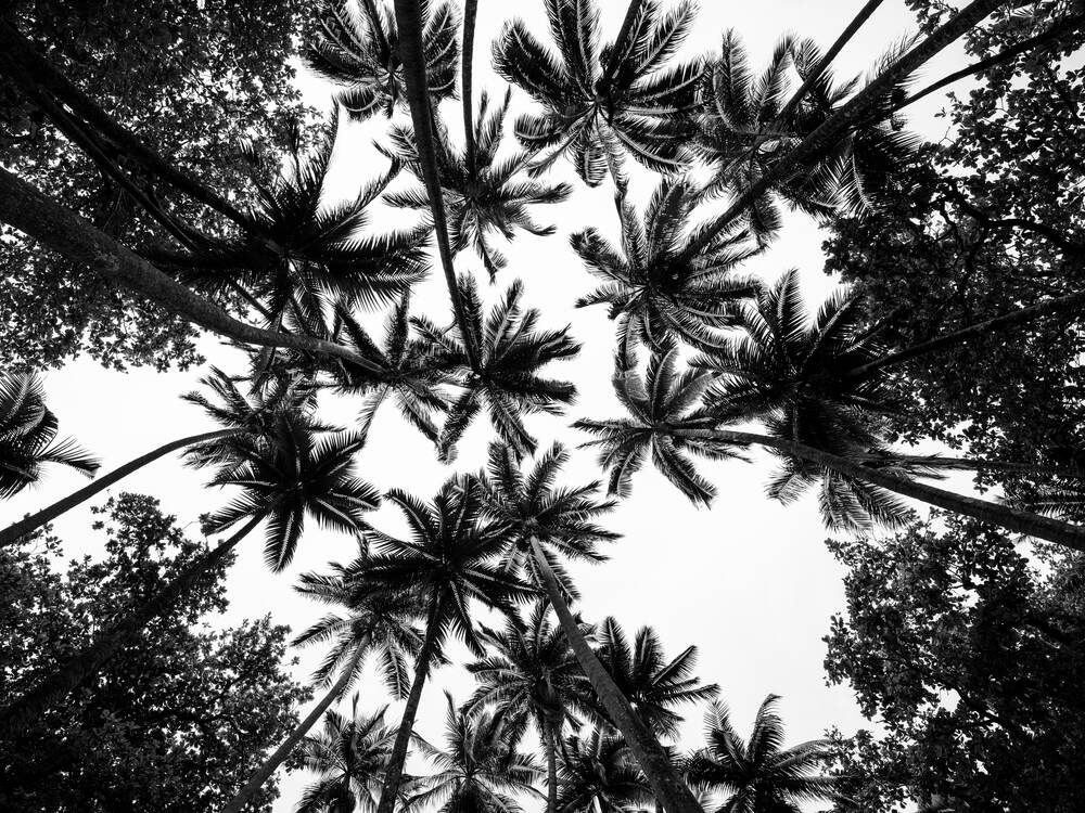 Silhouettes de cocotiers à l'anse des Cascades sur l'Ile de la Réunion