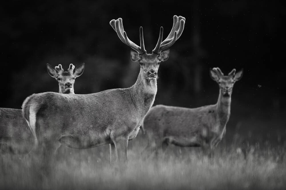 Drei Hirsche in der Ebene
