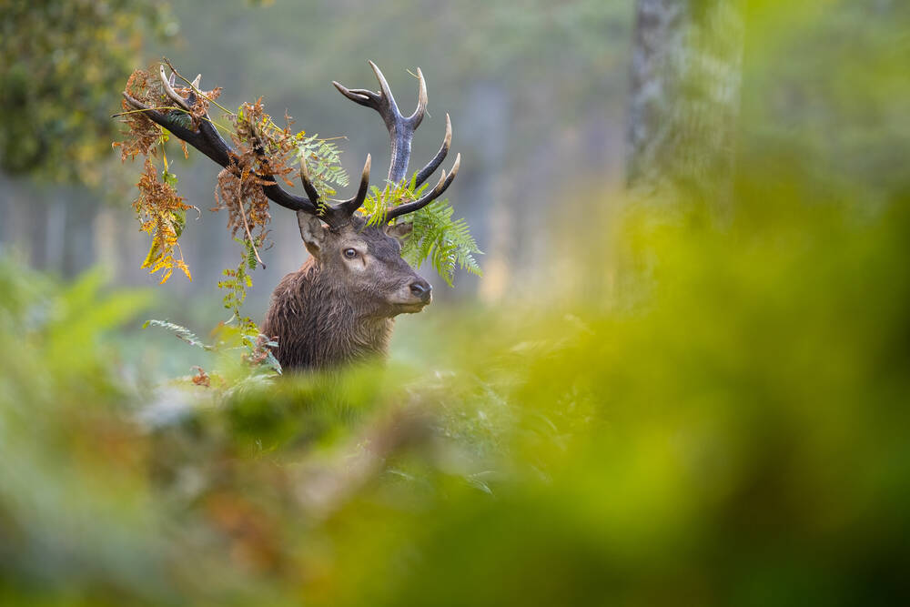 Ein mit Farnen bedecktes Reh im Wald während der Plattenzeit