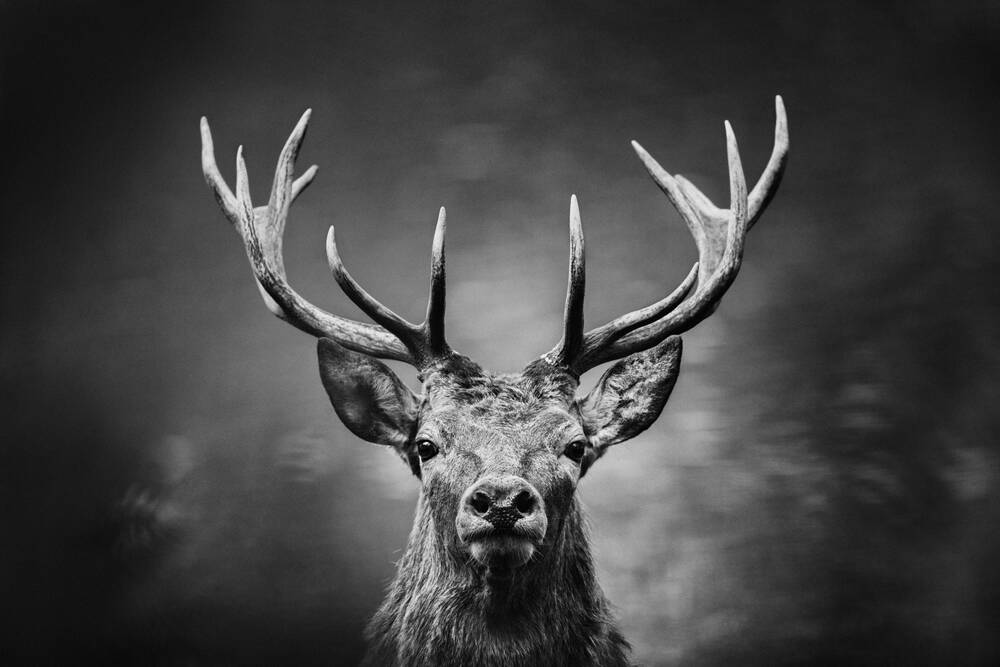 Een hert langs een vijver