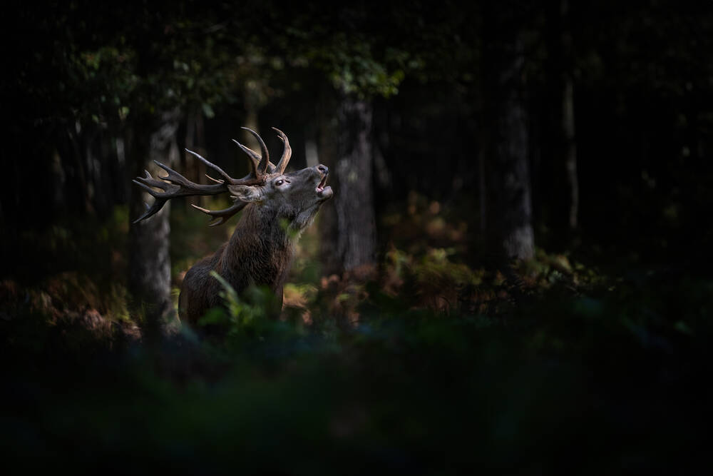 Een hert brullend in een donker bos