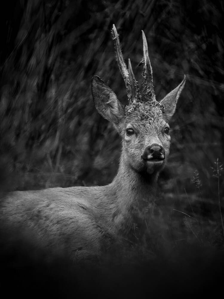 Ein männliches Reh, das im hohen Gras ein Nickerchen machte