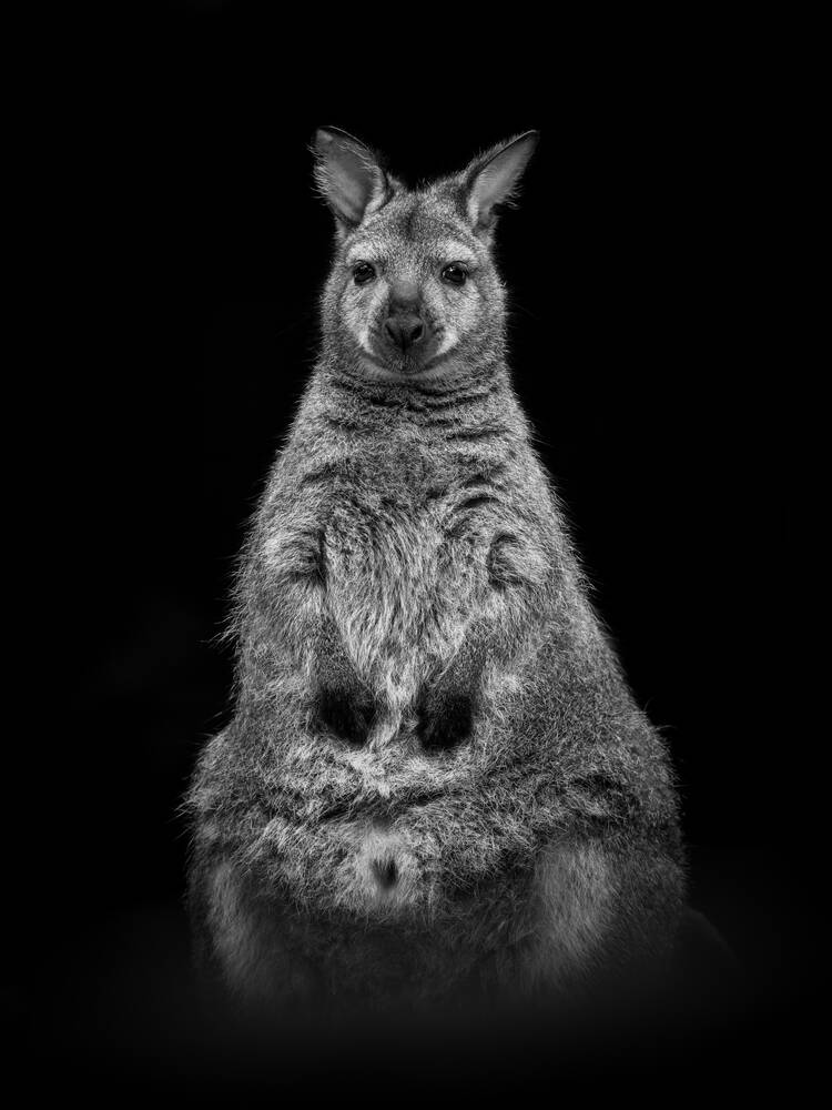 Retrato de un Wallaby