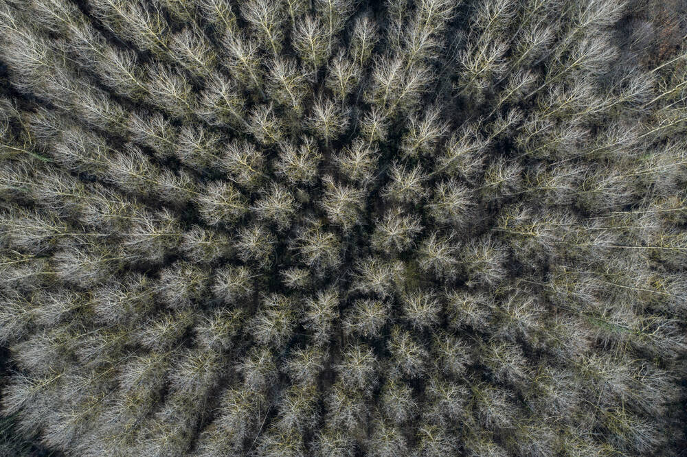 A poplar grove in aerial view