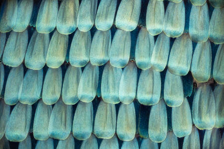 Morpho fjärilsskal Morpho fjärilsskal