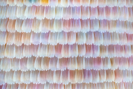 Cithosia Biblis fjärilsfjäll under mikroskop Cithosia Biblis fjärilsfjäll under mikroskop