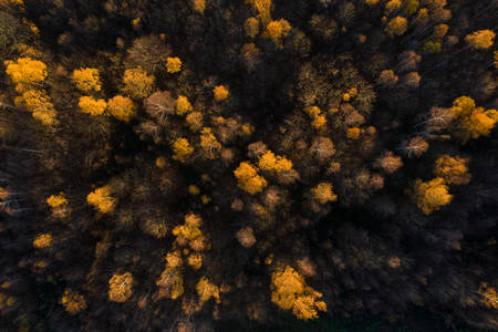 Bos van Saint Germain en Laye in de herfst