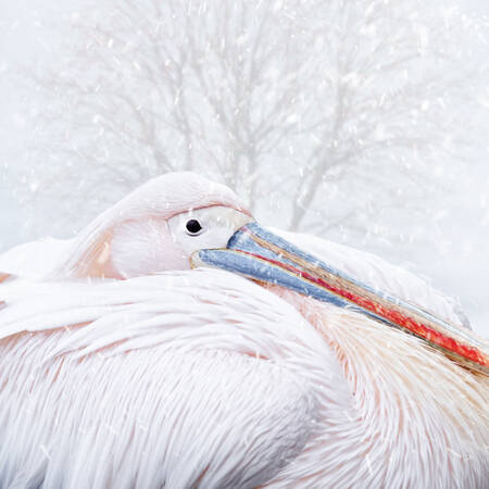 Grote witte pelikaan onder de sneeuw