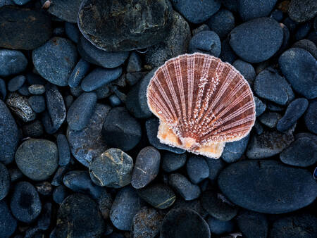 Bevroren sint-jakobsschelpen