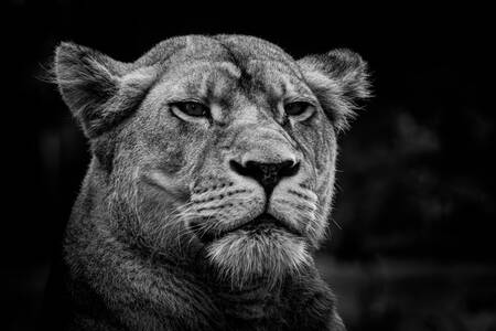 Die Löwin und die Seele der Kriegerin Die Löwin und die Seele der Kriegerin