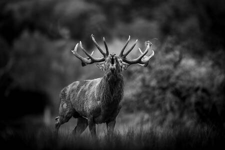 De kreet van de overheersing van Cerf